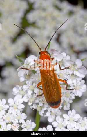 Roter Soldat-Käfer Blutsauger-Käfer-Hogweed-Beinkäfer (Rhagonycha fulva), sitzt auf einer Blütenstände, Deutschland Stockfoto