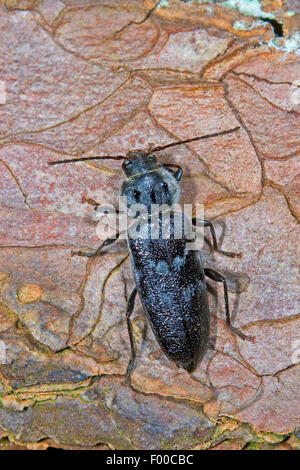 Alt Borer, alte Haus Borer, Haus Longhorn Beetle, europäische Haus Borer (Hylotrupes Bajulus), auf Rinde, Deutschland Stockfoto