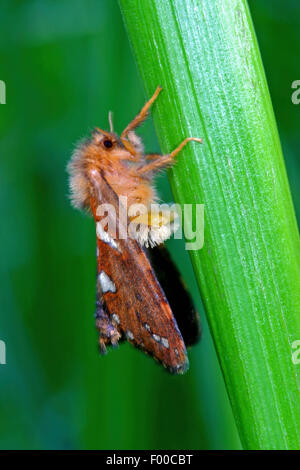 Gold Swift (Hepialus Hecta, Phymatopus Hecta, Phimatopus Rufa Hepialus Decorata), Männlich, Deutschland Stockfoto