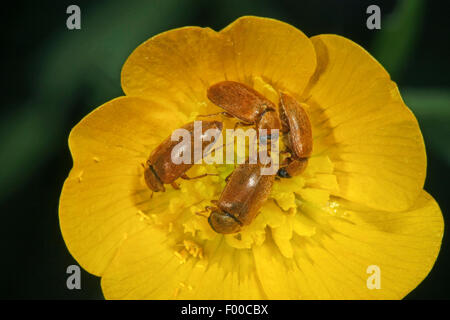 Europäischen Fruitworm Himbeer, Himbeer-Käfer (Byturus Tomentosus Dermestes Flavescens, Byturus Olivaceus, Bytus Urbanus, Urbanus Horticola), vier Himbeere Käfer auf einer Blume, Deutschland Stockfoto