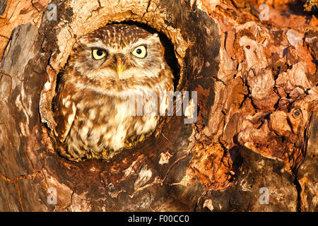 Steinkauz (Athene Noctua), sitzt in einem Astloch und Blick aufs Nest Loch, Belgien Stockfoto