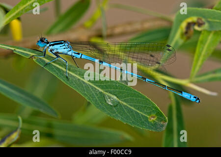 Gemeinsamen Coenagrion, Azure Damselfly (Coenagrion Puella), Männlich, Deutschland Stockfoto