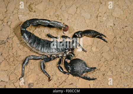 Gemeinsamen Kaiser Skorpion (Pandinus Imperator), auf dem Boden Stockfoto