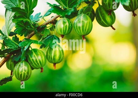 Frische grüne Stachelbeeren. Bio-Beeren Closeup auf einem Zweig der Stachelbeere Busch wachsen. Reife Stachelbeere In den Obstgarten. Stockfoto