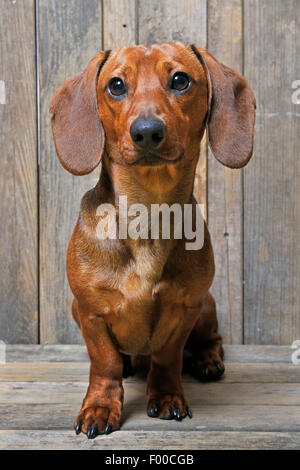 Kurzhaar-Dackel Kurzhaar-Dackel, Haushund (Canis Lupus F. Familiaris), männliche Hundesitting auf Holzbrettern Stockfoto