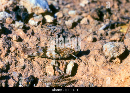 Blau-geflügelte Heuschrecke (Oedipoda Coerulescens, Oedipoda Caerulescens), gut getarnt auf steinigem Gelände, Deutschland Stockfoto