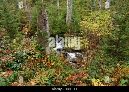 kleinen Fluss fließt durch den Wald im Herbst, Kleine Ohe, Deutschland, Bayern, Nationalpark Bayerischer Wald Stockfoto