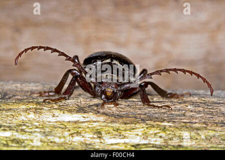 Prionus Longhorn Beetle, größere britische Longhorn, der Gerber, Sawyer (Prionus Coriarius), Männlich, Deutschland Stockfoto