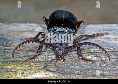 Prionus Longhorn Beetle, größere britische Longhorn, der Gerber, Sawyer (Prionus Coriarius), Männlich, Deutschland Stockfoto