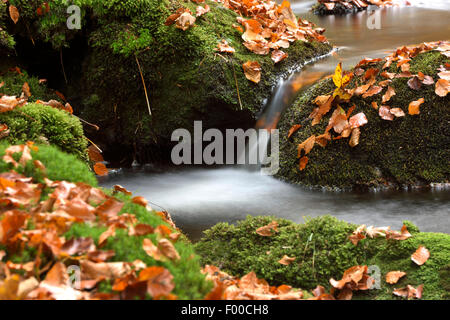 moosige Felsen am Flüsschen Kleine Ohe im Herbst, Deutschland, Bayern, Nationalpark Bayerischer Wald Stockfoto