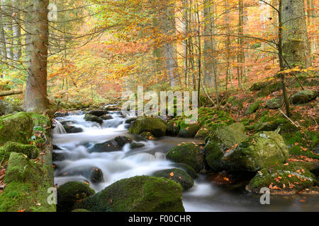 kleinen Fluss fließt durch den Wald im Herbst, Kleine Ohe, Deutschland, Bayern, Nationalpark Bayerischer Wald Stockfoto