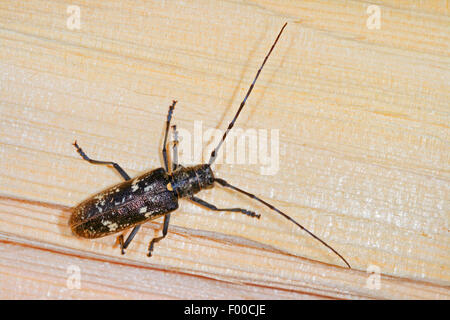 Tischler Sawyer Käfer (Monochamus Sartor), Weiblich, Deutschland Stockfoto