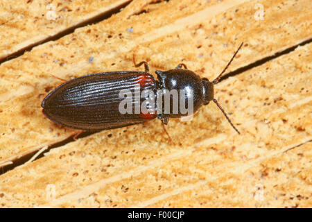 Klicken Sie auf Käfer (Calambus Bipustulatus), auf Holz, Deutschland Stockfoto