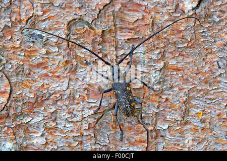 Kleine weiße Marmorated Longhorn Beetle, kleine weiße Marmorated Longhorn Beetle (Monochamus Sutor), Männlich, Deutschland Stockfoto