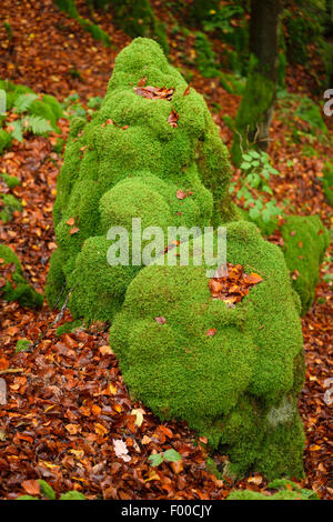 Rotbuche (Fagus Sylvatica), bemoosten Felsen in einen Buchenwald im Herbst, Deutschland, Bayern Stockfoto