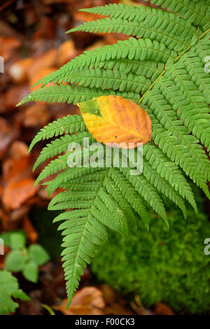 Wurmfarn, Wurm Farn (Dryopteris Filix-Mas), Herbst Buche Blatt auf ein Farn Wedel, Deutschland, Bayern Stockfoto