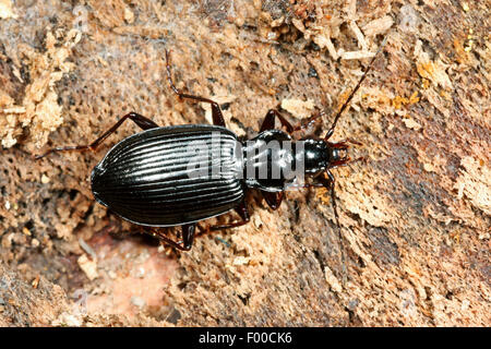 Boden-Käfer (Limodromus Assimilis, Platynus Assimilis), auf Rinde, Deutschland Stockfoto