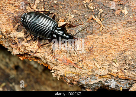 Boden-Käfer (Limodromus Assimilis, Platynus Assimilis), auf Rinde, Deutschland Stockfoto