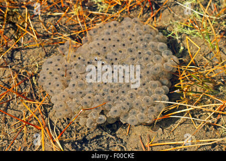 Grasfrosch, Grasfrosch (Rana Temporaria), grass Frosch-Laich schwimmen auf der Wasseroberfläche, Deutschland Stockfoto