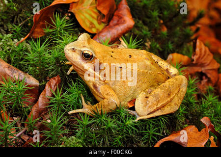 Grasfrosch, Grasfrosch (Rana Temporaria), sitzen auf Wald, Boden, Deutschland Stockfoto