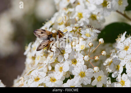 Parasit Fliege, Tachinid Fly (Ectophasia Crassipennis), Männlich, Besuch einer Blume, Deutschland Stockfoto