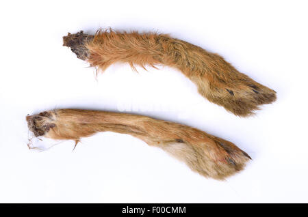 Feldhase, Feldhasen (Lepus Europaeus), Kaninchens Füße, Glücksbringer Stockfoto