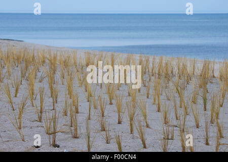 Strandhafer, Europäische Strandhafer, Dünengebieten Grass, Psamma, Meer Sand-Reed (Ammophila Arenaria), Pflanzung von Vegetation der Dünen an den Strand Gräsern für Küstenschutz, Deutschland, Boltenhagen Stockfoto