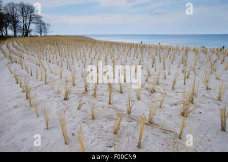 Strandhafer, Europäische Strandhafer, Dünengebieten Grass, Psamma, Meer Sand-Reed (Ammophila Arenaria), Pflanzung von Vegetation der Dünen an den Strand Gräsern für Küstenschutz, Deutschland, Boltenhagen Stockfoto