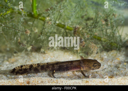 Europäische Feuersalamander (Salamandra Salamandra), Larve mit äußeren Kiemen unter Wasser, Deutschland Stockfoto