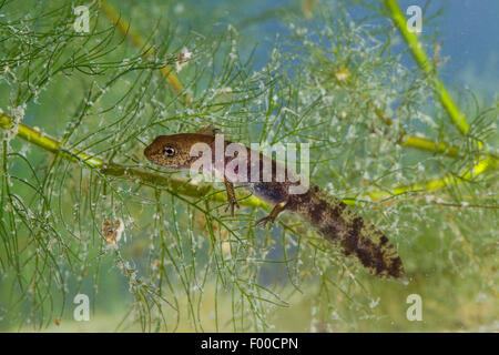 Europäische Feuersalamander (Salamandra Salamandra), Larve mit äußeren Kiemen unter Wasser, Deutschland Stockfoto