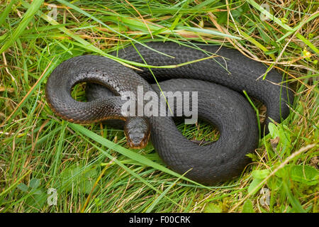 Addierer, gemeinsame Viper, gemeinsame europäische Viper, gemeinsame Viper (Vipera Berus), schwarze Morph, Deutschland Stockfoto