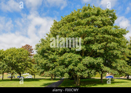 Bergahorn (Acer pseudoplatanus) in einem Park im Sommer in Großbritannien. Stockfoto