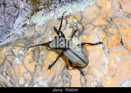 Grass-Fütterung Käfer, flugunfähigen Longhorn Beetle (Dorcadion Fuliginator, Iberodorcadion Fuliginator), auf einem Stein, Deutschland