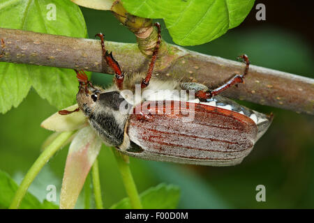 Großen Maikäfer (Melolontha Pectoralis), an einen Zweig, Deutschland Stockfoto