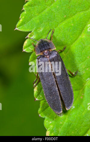 Glühwürmchen, Glühwürmchen, großen europäischen Glühwürmchen Käfer (Lampyris Noctiluca), Männchen auf einem Blatt, Deutschland Stockfoto