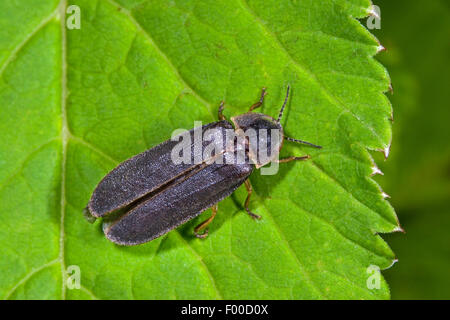 Glühwürmchen, Glühwürmchen, großen europäischen Glühwürmchen Käfer (Lampyris Noctiluca), Männchen auf einem Blatt, Deutschland Stockfoto