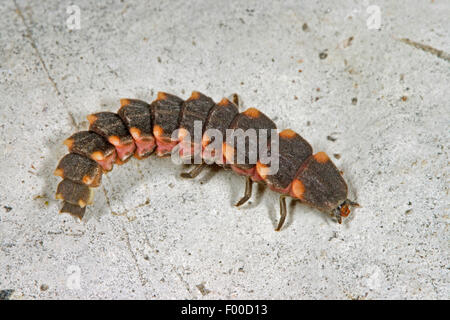 Glühwürmchen, Glühwürmchen, großen europäischen Glühwürmchen Käfer (Lampyris Noctiluca), Käferlarve des großen europäischen Glühwürmchen Käfers, Deutschland Stockfoto