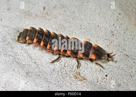 Glühwürmchen, Glühwürmchen, großen europäischen Glühwürmchen Käfer (Lampyris Noctiluca), Käferlarve des großen europäischen Glühwürmchen Käfers, Deutschland Stockfoto
