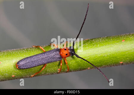 Twin spot Longhorn Beetle (Oberea Oculata), auf einem Zweig, Deutschland Stockfoto