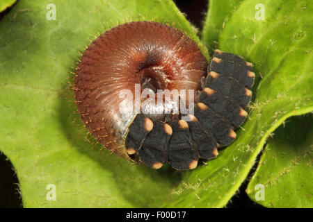 Glühwürmchen, Glühwürmchen, großen europäischen Glühwürmchen Käfer (Lampyris Noctiluca), Käferlarve des großen europäischen Glühwürmchen Käfer Jagd und Essen eine Schnecke, Deutschland Stockfoto