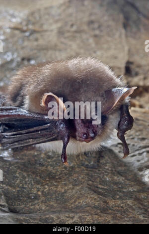 Mehr Maus-eared Hieb, Large Mouse-Eared Fledermaus (Myotis Myotis), hängenden Kopf zuerst in eine Felsspalte, Deutschland Stockfoto