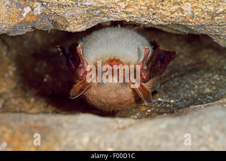 Mehr Maus-eared Hieb, Large Mouse-Eared Fledermaus (Myotis Myotis), hängenden Kopf zuerst in eine Felsspalte und schlafen, Deutschland Stockfoto