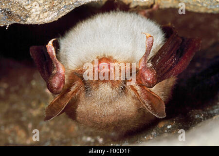 Mehr Maus-eared Hieb, Large Mouse-Eared Fledermaus (Myotis Myotis), hängenden Kopf zuerst in eine Felsspalte und schlafen, Deutschland Stockfoto