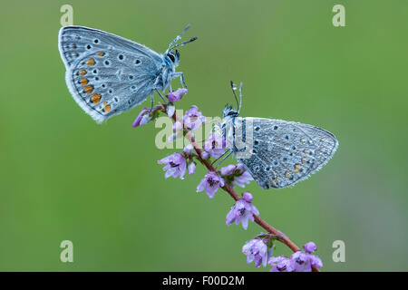 gemeinsamen blau (Polyommatus Icarus), Blues auf Heide, Deutschland, Niedersachsen Stockfoto