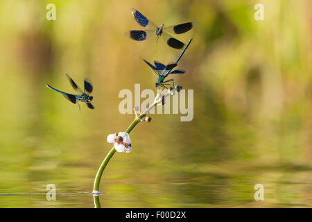 Schwarzflügel gebändert, gebändert Agrios, Gebänderten Prachtlibelle (Calopteryx Splendens, Agrios Splendens) auf Sagittaria, Deutschland, Niedersachsen Stockfoto