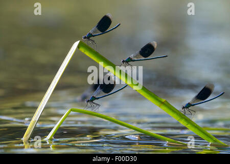 gebändert, Schwarzflügel, gebändert Agrios, Gebänderten Prachtlibelle (Calopteryx Splendens, Agrios Splendens), vier gebänderten Schwarzflügel auf geknickten Blättern des Reed, Deutschland, Niedersachsen Stockfoto