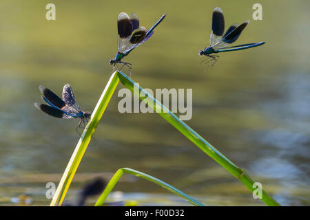 gebändert, Schwarzflügel, gebändert Agrios, Gebänderten Prachtlibelle (Calopteryx Splendens, Agrios Splendens), drei gebändert Schwarzflügel auf geknickten Blättern des Reed, Deutschland, Niedersachsen Stockfoto