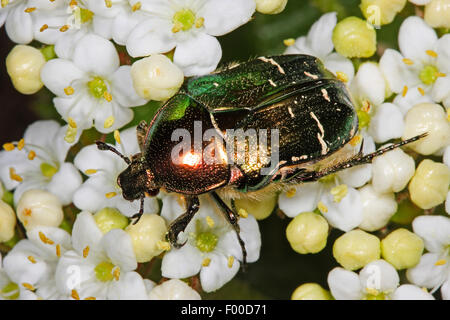 Kupferne Rose Chafer (Cetonia Cuprea, Protaetia Cuprea), auf weißen Blüten, Deutschland Stockfoto