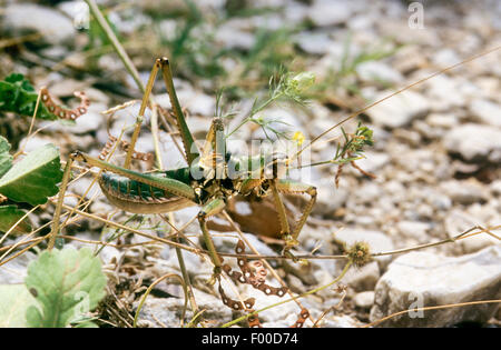 Räuberische Bush-Cricket, räuberische Bush Cricket (Saga Hellenica), Männlich, Griechenland Stockfoto