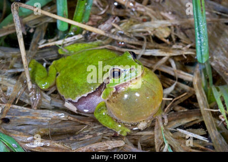 Europäische Treefrog, gemeinsame Treefrog, zentralen europäischen Treefrog (Hyla Arborea), schreien männlich, vocal Sac, Deutschland Stockfoto